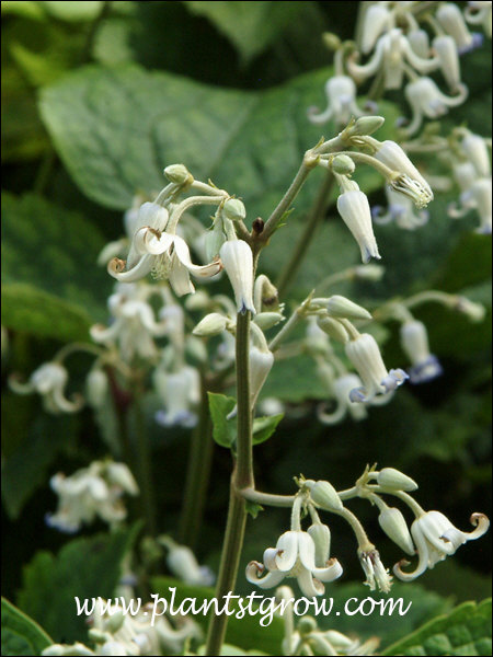 Clematis Stans x heraciefolia
The petals of the flower recurve.